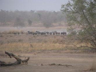 01 Troupeau De Buffle Approchant Au Galop
